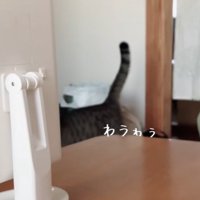 リビングを歩く猫の胴体から下のみ（わぅゎぅ）