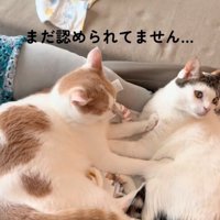 ベッドを揺らす猫