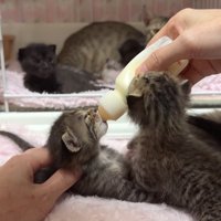 寄ってくる猫