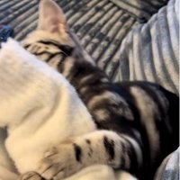 人の腕に抱き着いている猫