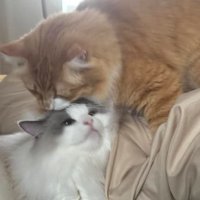 室内にいる猫