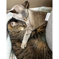 寝ている猫たち