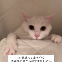 這い出てきた猫
