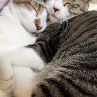 布団の上でくっついて寝る2匹のキジ白猫