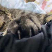 飼い主の服に爪を食い込ませるキジトラ猫