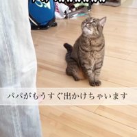 男性を見つめる猫