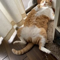 足を広げて仰向けになってくつろぐ猫