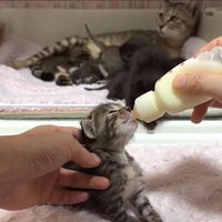 ミルクを飲む子猫2