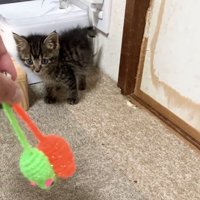 飼い主さんが揺らすネズミのおもちゃを見つめる子猫