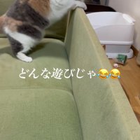ソファの裏に隠れた茶トラ猫をのぞき込む三毛猫