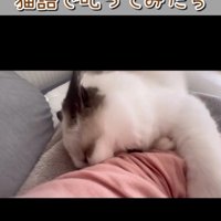 腕に噛みつく猫