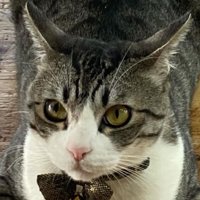 香箱座りしている猫