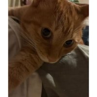 室内にいる猫