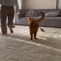 とらまるの周りを回る娘さん