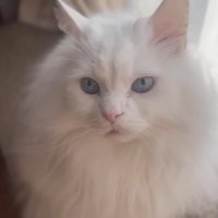 長毛白猫さん