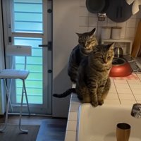 キッチンの上にいる2匹の猫