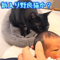 赤ちゃんのにおいを嗅ぐ猫