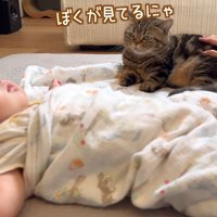 ぼくが見てるにゃ