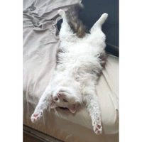 ベッドにいる猫