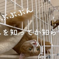 シッポを右に振るウラちゃん