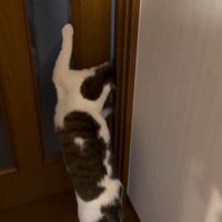 扉を開けて部屋を移動しようとしている猫