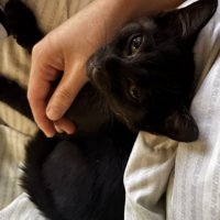 飼い主の手の中でくつろぐ子猫