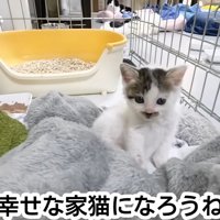 毛布の上で座る子猫