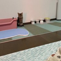 トイレの横に座る猫