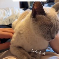 人の体にのってフミフミする猫