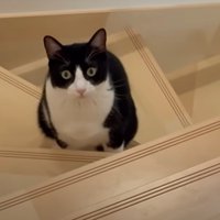 猫の様子