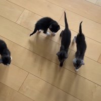 足に向けて歩いてくる子猫たち