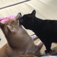 柴犬の顔まわりをなめてあげる黒猫
