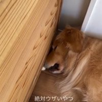 壁際で眠ろうとする犬