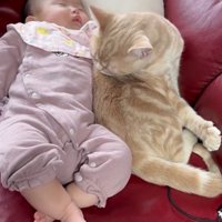 赤ちゃんの横でグルーミングする猫