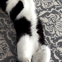 寝転がる猫