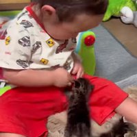 登る赤ちゃん猫