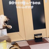 おもちゃで遊ぶラグドールとスコティッシュフォールド