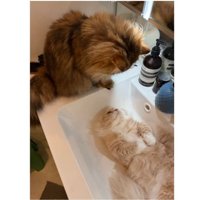 洗面台の猫