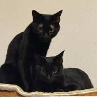 室内にいる猫たち