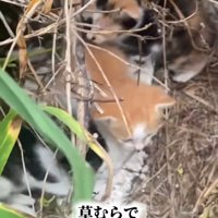 草むらの中にいる子猫たち