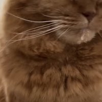 ドアップの猫の写真2