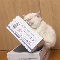 箱に乗る猫