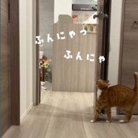 顔を上げてしっぽを立てる猫