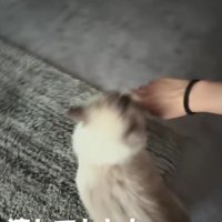 飼い主の手を引っ張る猫