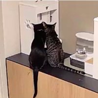 自動給餌器前の猫