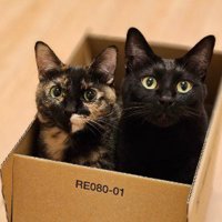 箱の中からじっと見つめる2匹の猫