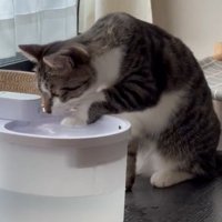 見つめる猫