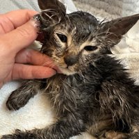 体を洗い終わった子猫