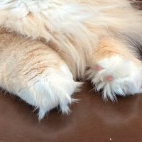 机に載せられた猫の前足