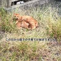 外で子猫の世話をする母猫